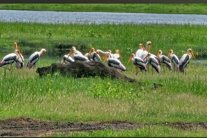Kaudulla Safari Adventure - Getting there: ticket office start and how to prep