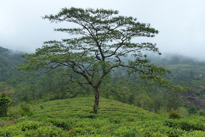 Knuckles Leopard trail Trek from Kandy - Uphill on the Tea Trail: gravel paths, wooden bridges, and dwarf cloud forest