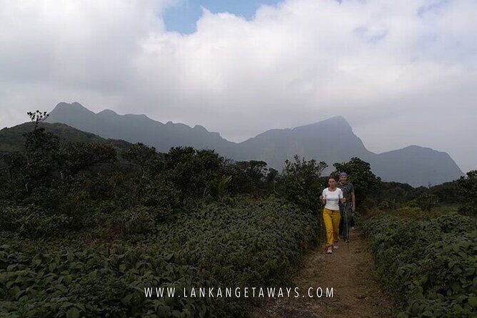 Knuckles Mountain Hiking - Knuckles Mountain Range: Tea Fields, Bamboo, Cloud Forest, and Waterfall Views