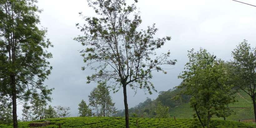 Knuckles Spice Trail Trek from Kandy - Value for $101: What You Actually Get