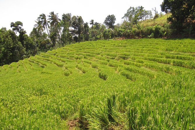 Knuckles Spice Trail Trek from Kandy - Pine and Eucalyptus Forest: The Cool-Air Section