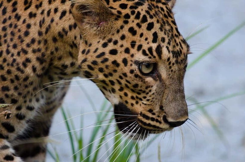 Kumana National Park Leopard Safari PRIVATE Tour - Key things to know before you go