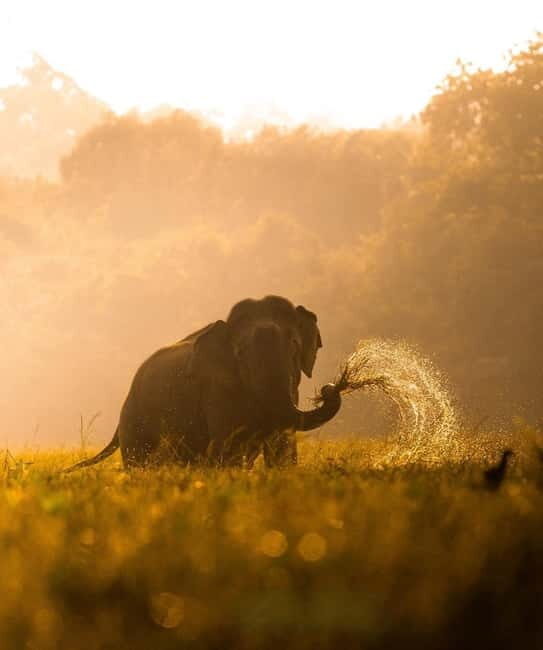 Kumana National Park Leopard Safari PRIVATE Tour - Elephants, crocodiles, and the waterhole factor