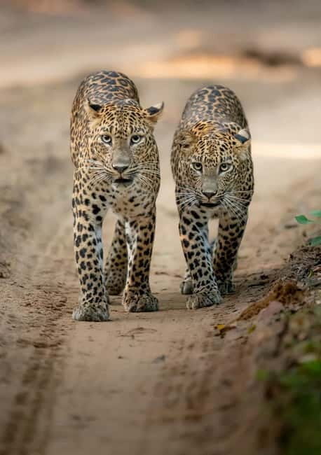 Kumana National Park Leopard Safari PRIVATE Tour - What a 6-hour private tour feels like on the ground