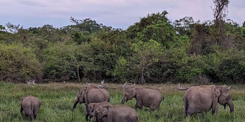 Kumana National Park : Morning or Afternoon Safari (6 h) - Key things you’ll remember from Kumana