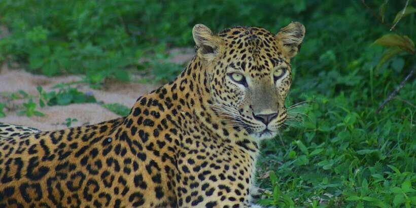 Kumana National Park : Morning or Afternoon Safari (6 h) - What to pack (and what to leave at home)