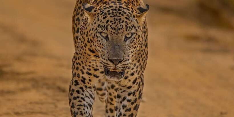 Kumana National Park : Morning or Afternoon Safari (6 h) - From Arugam Bay to the gates: pickup and 4x4 ride basics