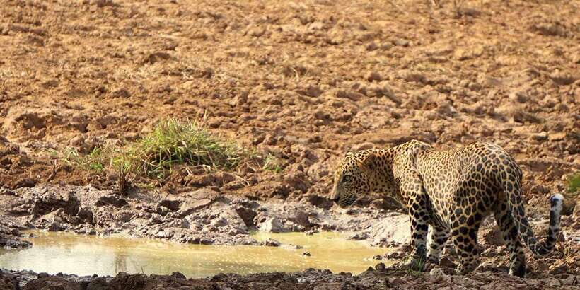 Kumana National Park : Morning or Afternoon Safari (6 h) - Inside Kumana National Park: what you’re actually doing for those 4 hours