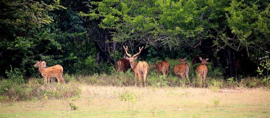Kumana National Park : Morning or Afternoon Safari (6 h) - Kumana Villu: mangroves and the birdwatcher payoff