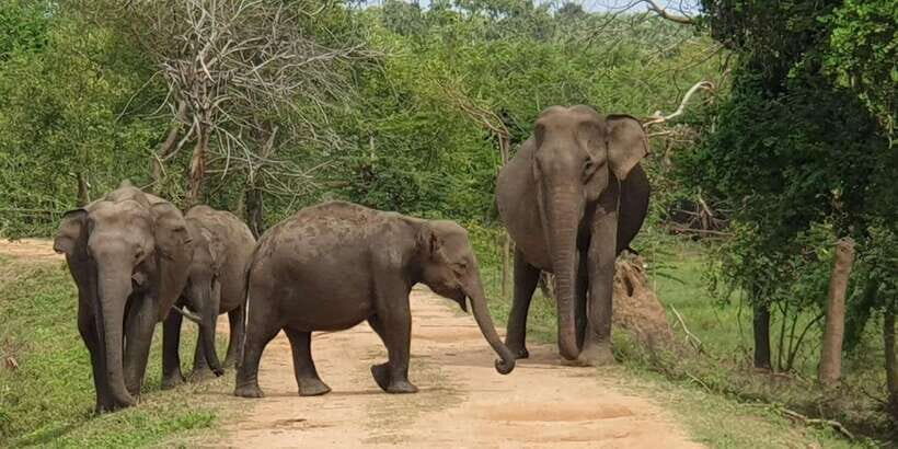 Kumana National Park : Morning or Afternoon Safari (6 h) - The 6-hour flow: how the timing works