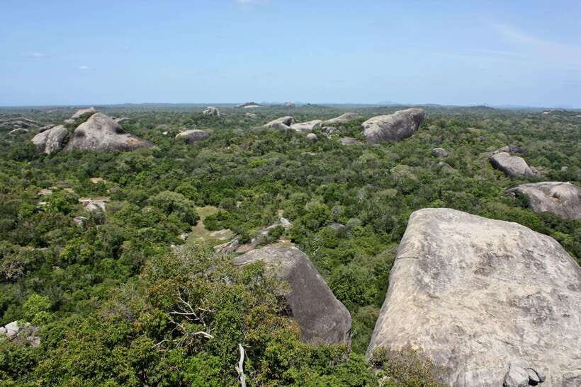 Kumana National Park : Morning or Afternoon Safari Tour - Wildlife Focus: Birds First, Then the Big-Spotting Game