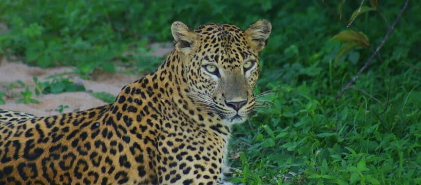 Kumana National Park : Morning or Afternoon Safari Tour - Price and Value: What $47 Buys (and What It Doesn’t)