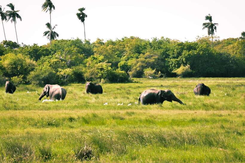 Kumana National Park : Private Half-Day Jeep Safari - Key things that make this Kumana safari worth your time