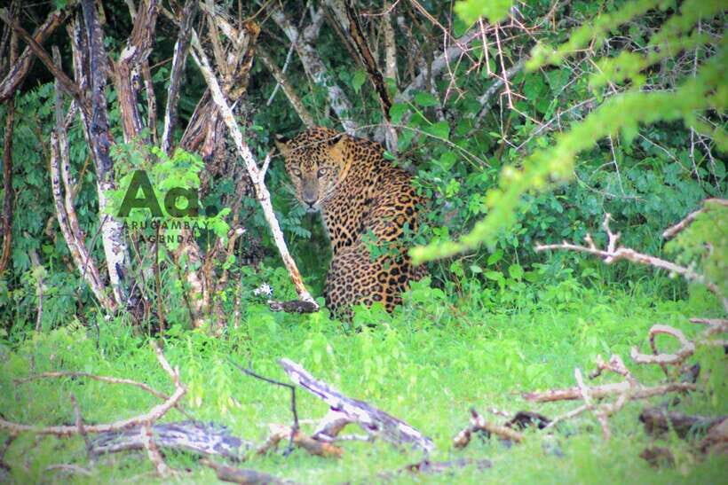 Kumana National Park : Private Half-Day Jeep Safari - Arugam Bay or Pottuvil pickup: what the drive day feels like