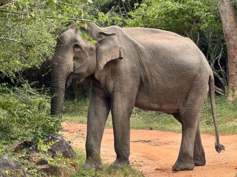 Kumana National Park : Private Half-Day Jeep Safari - Inside the park: how the 4 hours of wildlife viewing works in practice