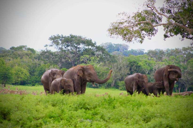 Kumana National Park : Private Half-Day Jeep Safari - Comfort and safety in a 4WD jeep: the good and the bumpy truth