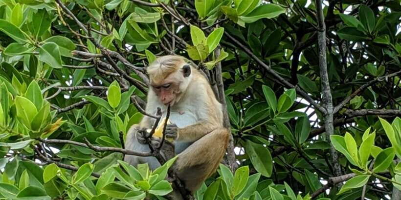 Lagoon Tour to Monkey Island in Negombo - Key highlights to look forward to