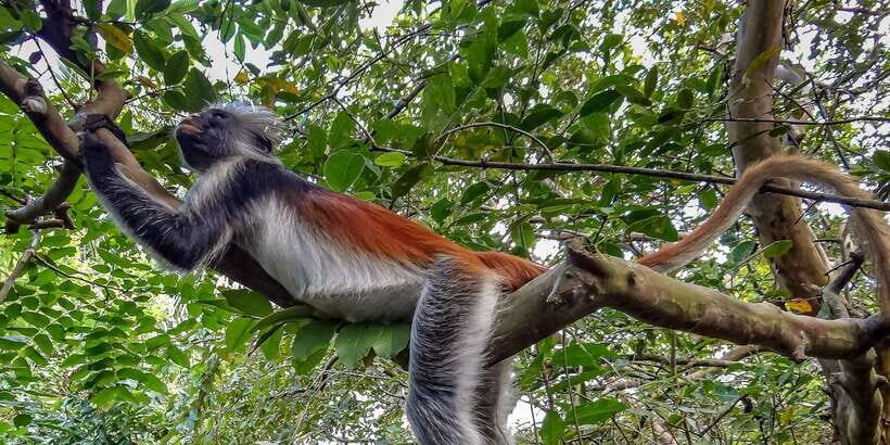 Lagoon Tour to Monkey Island in Negombo - Negombo first: the easy launch point for your 2 hours