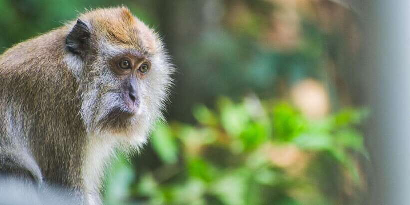 Lagoon Tour to Monkey Island in Negombo - Monkey Island: seeing monkeys and feeding them safely