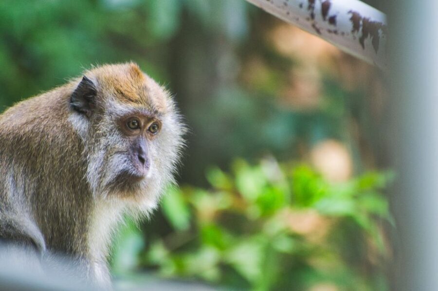 Lagoon Tour to Monkey Island in Negombo - The coconut and lagoon break: a favorite pause in the middle