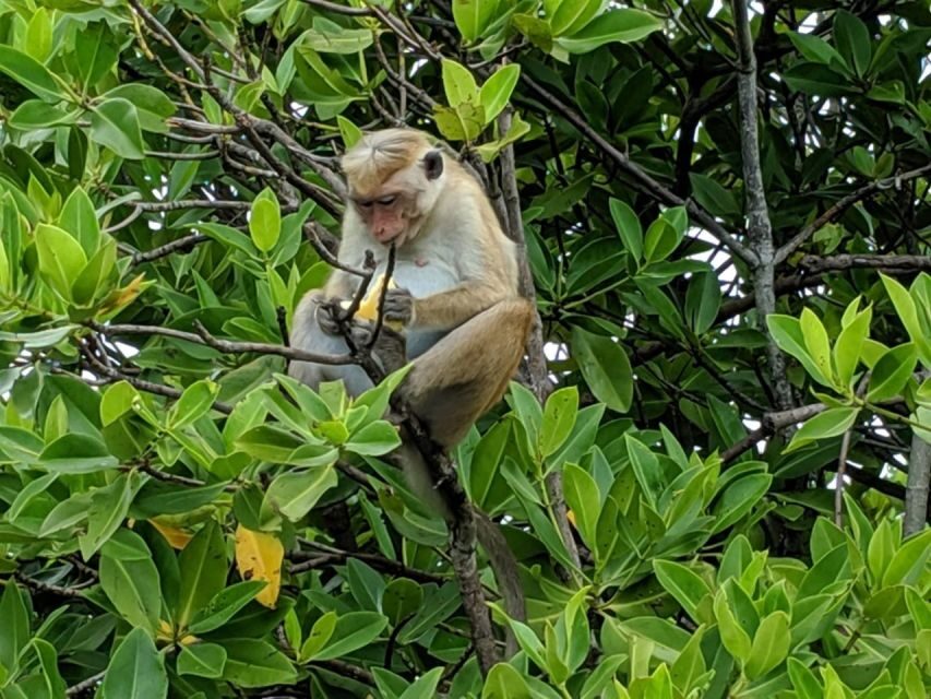 Lagoon Tour to Monkey Island in Negombo - A fair look at possible snags (so you’re not surprised)