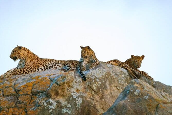 Leopard Half Day Yala National Park Eleven Safari - Key highlights (the stuff that matters)