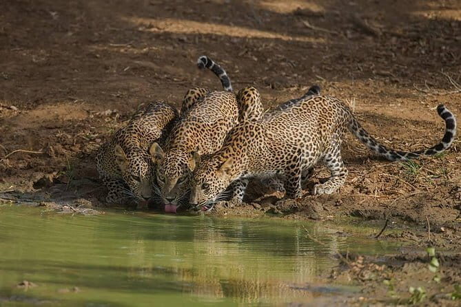 Leopard Half Day Yala National Park Eleven Safari - Driver effort in rain and rough terrain: what to expect
