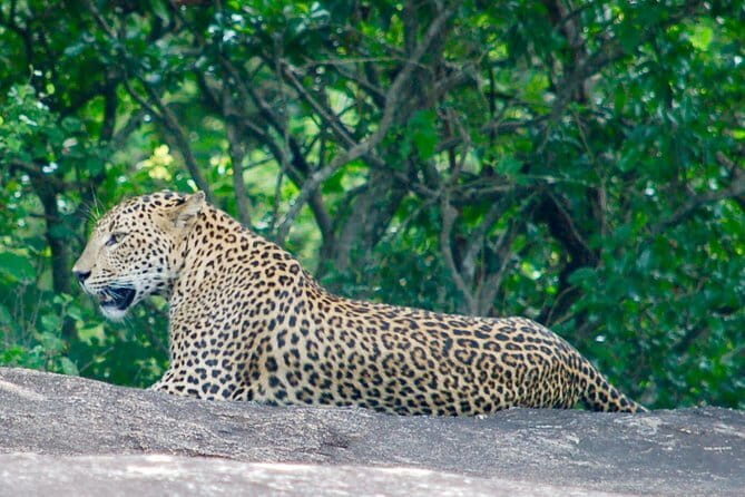 Leopard Half Day Yala National Park Eleven Safari - Price and value: is $80 a good deal for a half-day?