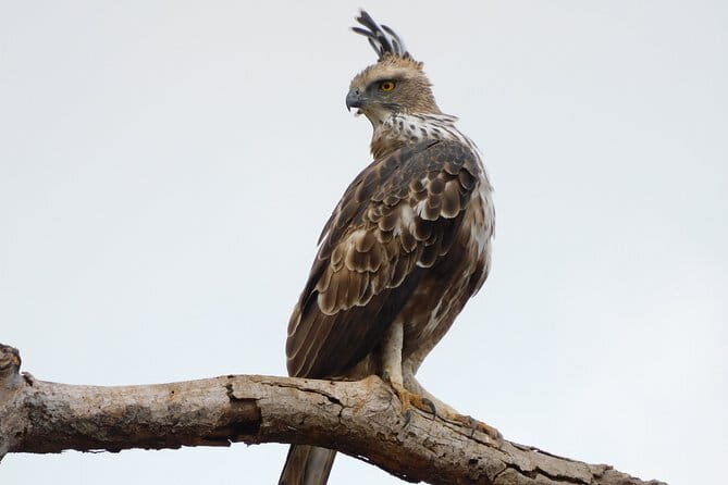 Leopard Half Day Yala National Park Eleven Safari - Where to meet and how to plan your morning