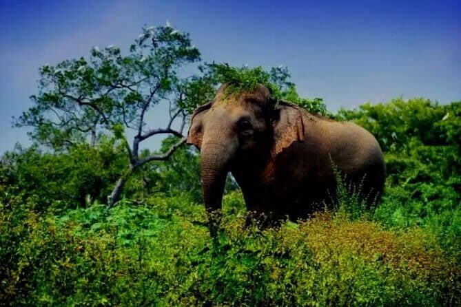 Leopard Half Day Yala National Park Eleven Safari - Should you book the Leopard Half Day Yala Safari with Eleven Safari?