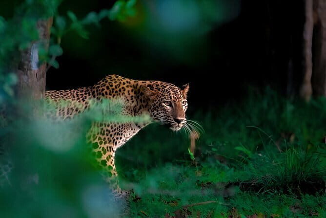 Leopard Half Day Yala National Park Eleven Safari - Private, English-guided, and built for a small group