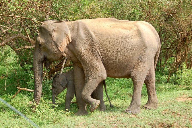 Leopard Safari in Yala National Park(Full Day/Half A Day) - Key highlights at a glance