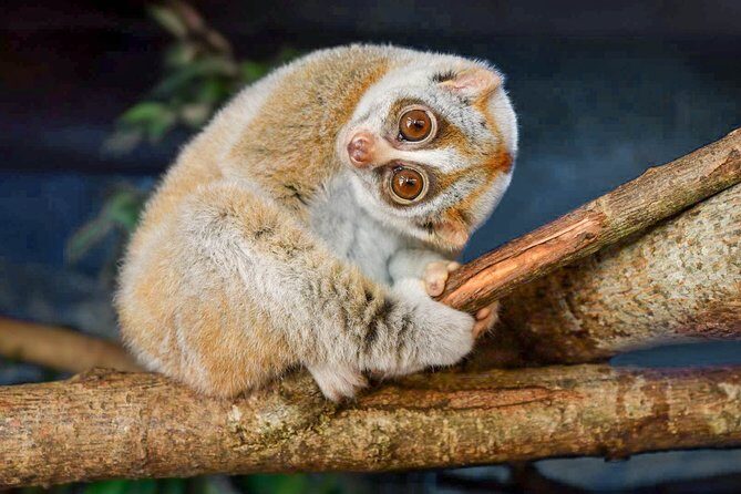 Loris Watching from Sigiriya - Key highlights at a glance