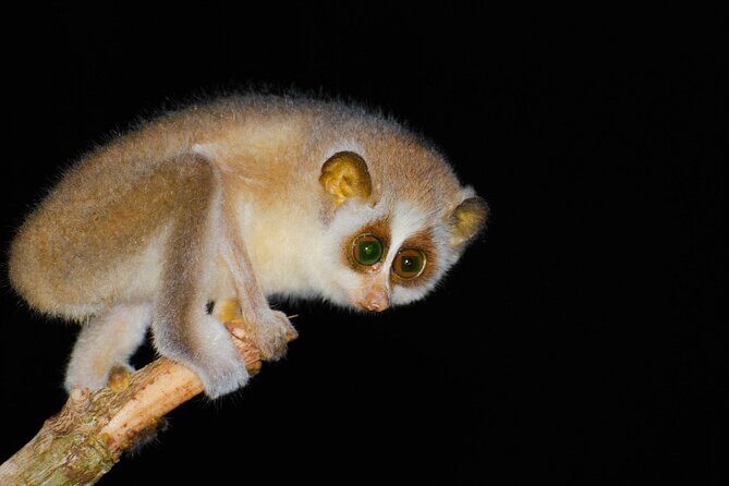 Loris Watching from Sigiriya - Timing and pacing: why the 6:30 pm start feels right