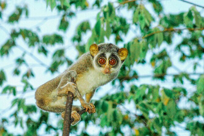 Loris Watching from Sigiriya - Your naturalist guide: the personalized edge