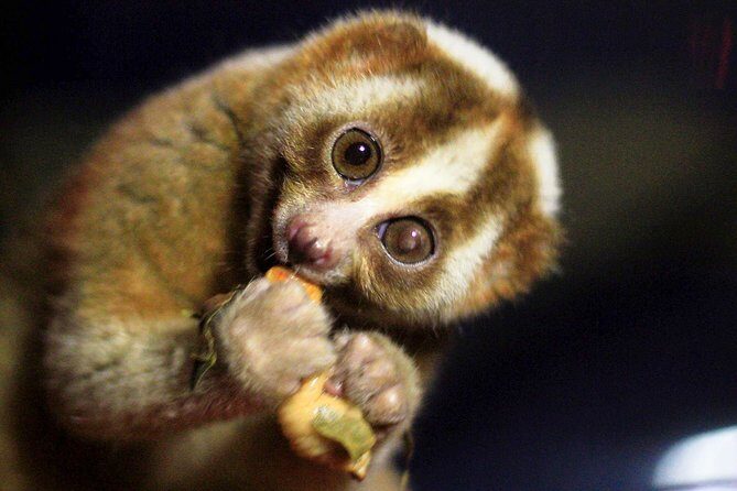Loris Watching from Sigiriya - The loris-watching method: red light first, then the moment of truth