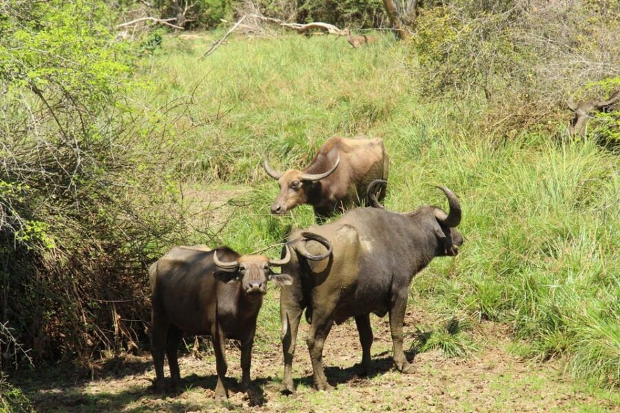 Lunugamvehera National Park Safari ( Yala Block V / VI ) - Should You Book This Lunugamvehera/Yala Block V-VI Safari?