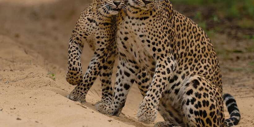 Lunugamvehera National Park Safari ( Yala Block V / VI ) - Why Yala Block V-VI Often Feels Smarter Than “Just Going to Yala”