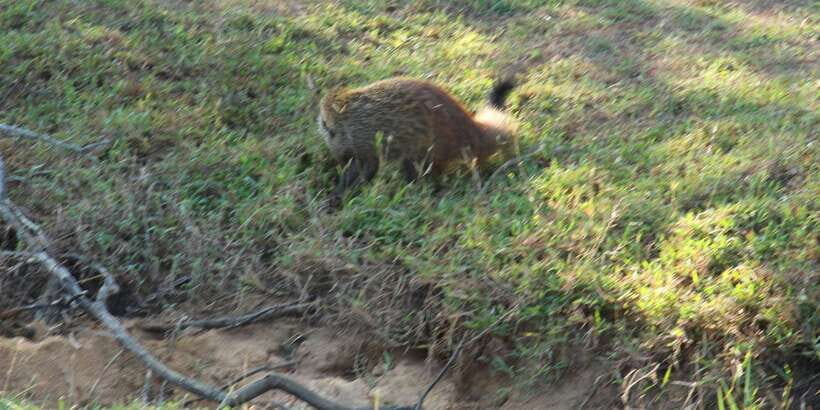 Lunugamvehera National Park Safari ( Yala Block V / VI ) - Wildlife Expectations: Leopards, Elephants, Deer, Bears, and Birds