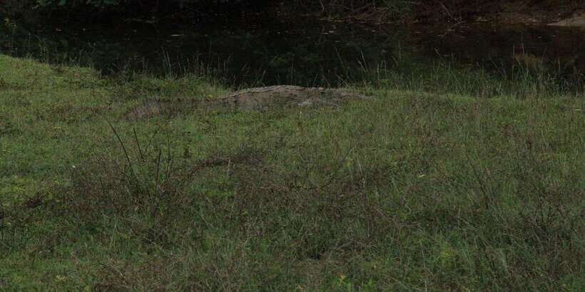Lunugamvehera National Park Safari ( Yala Block V / VI ) - Price and Value: What $33 Gets You (and What Costs Extra)