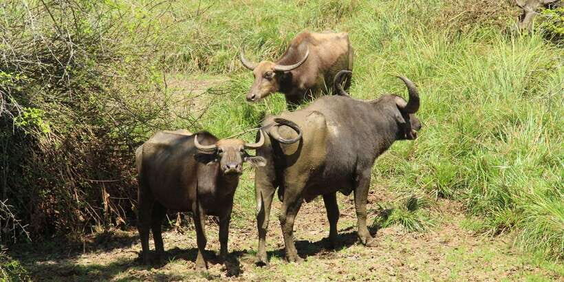 Lunugamvehera National Park Safari ( Yala Block V / VI ) - Who This Safari Suits Best
