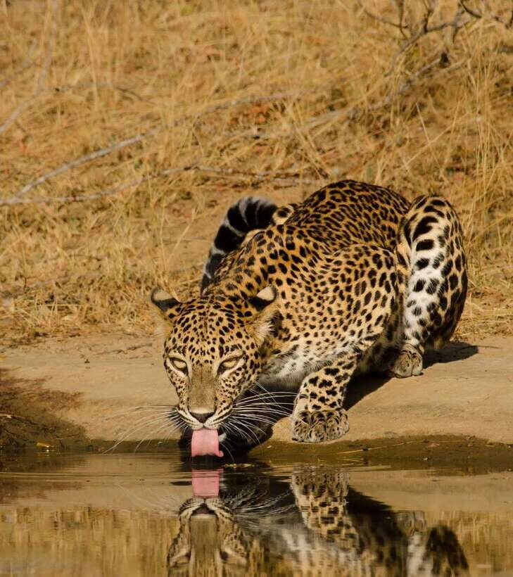 Lunugamvehera National Park ( Yala Block 5 / 6 ) Wild Safari - Key highlights you’ll feel on the day