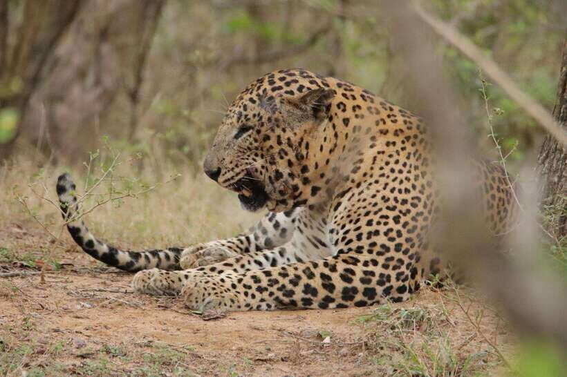 Lunugamvehera National Park ( Yala Block 5 / 6 ) Wild Safari - Leopard country: how to make the most of your 4 hours
