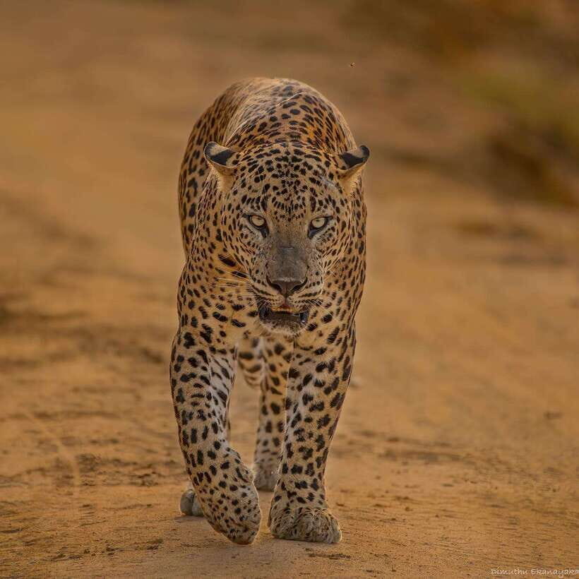 Lunugamvehera National Park ( Yala Block 5 / 6 ) Wild Safari - Timing options: afternoon safaris and what to expect from different start times