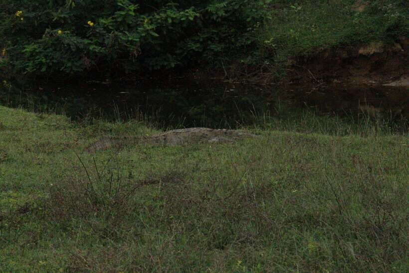 Lunugamvehera National Park ( Yala Block 5 / 6 ) Wild Safari - Price and logistics: what $34 really covers