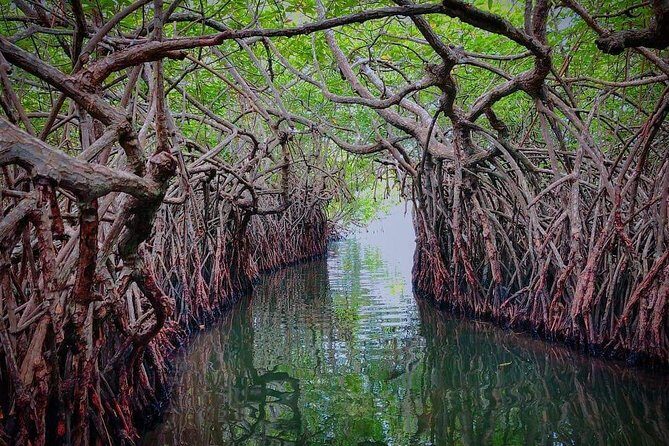 Madu River Boat Safari Balapitiya - What’s included vs not included (and what to bring)