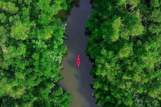 Madu River Sunrise Mangrove Kayaking from Bentota - From 5:45 launch to 9:30 finish: your morning timeline