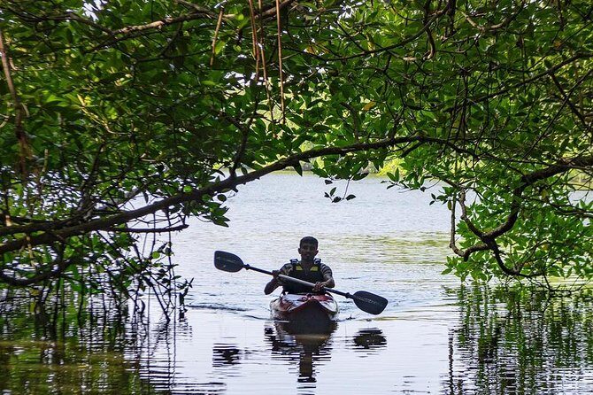 Madu River Sunrise Mangrove Kayaking from Bentota - Snacks, drinks, and what to plan for meals