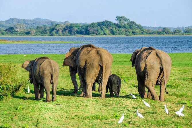 Maduru Oya National Park Private Safari with Naturalist - Key highlights that make this safari work