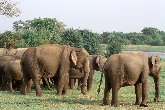 Maduru Oya National Park Private Safari with Naturalist - Birdwatching in Maduru Oya: 100+ species and specific targets